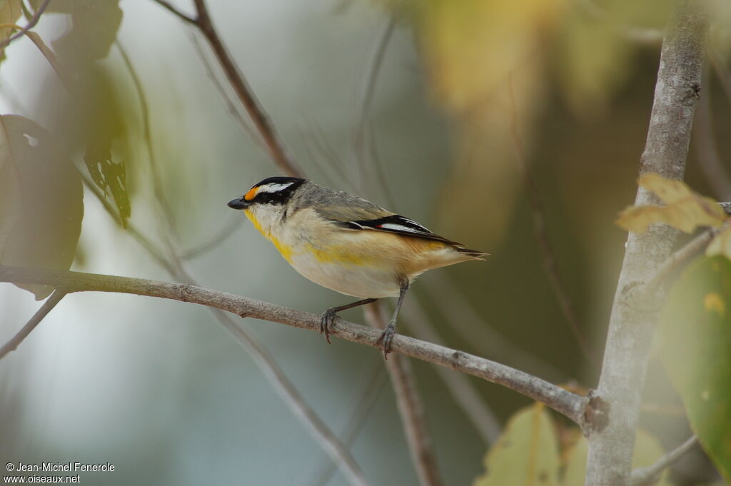 Striated Pardalote (melanocephalus)