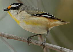 Striated Pardalote (melanocephalus)