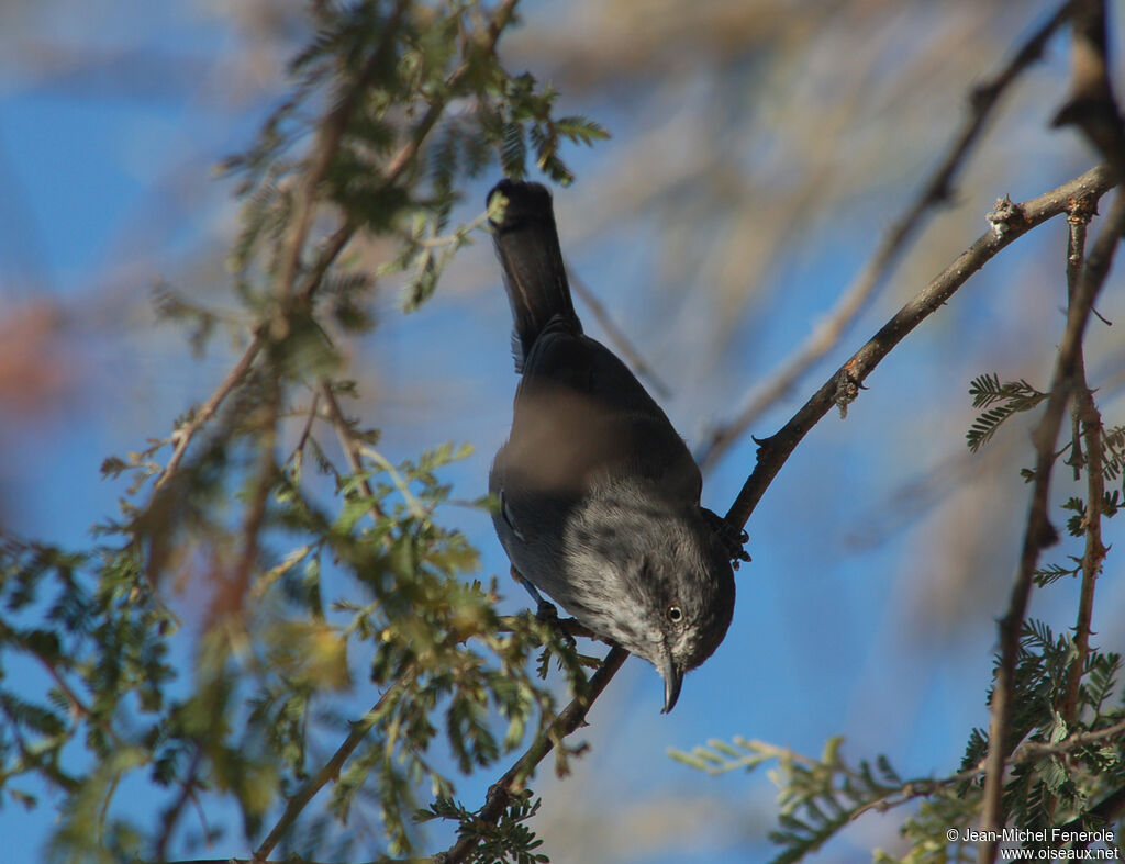 Chestnut-vented Warbler