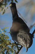 Chestnut-vented Warbler