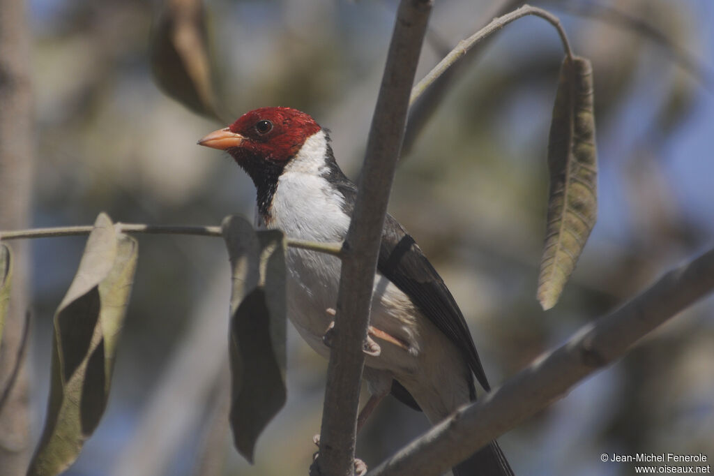 Yellow-billed Cardinal