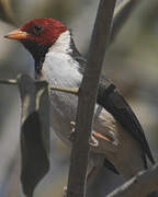 Yellow-billed Cardinal