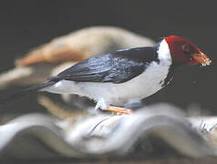 Yellow-billed Cardinal