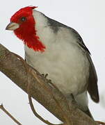 Red-crested Cardinal