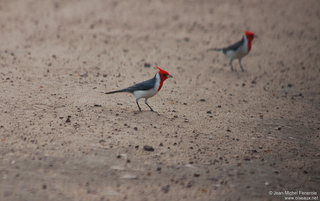 Red-crested Cardinaladult