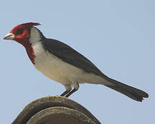 Red-crested Cardinal