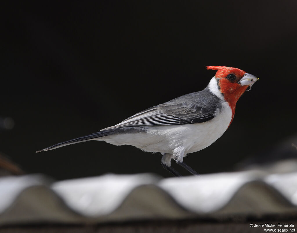 Red-crested Cardinal