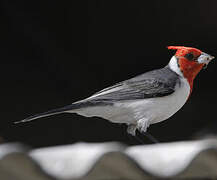 Red-crested Cardinal