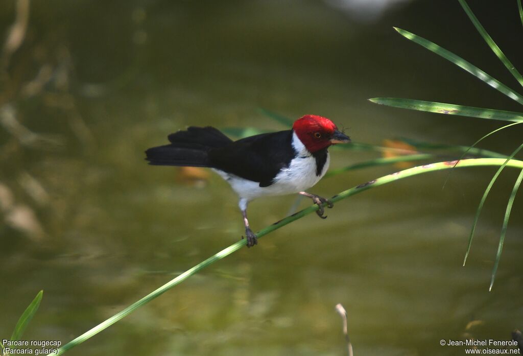 Red-capped Cardinal