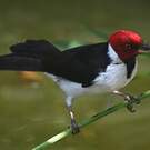 Paroare rougecap