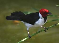 Red-capped Cardinal