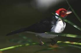 Red-capped Cardinal