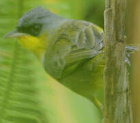 Grey-crowned Yellowthroat