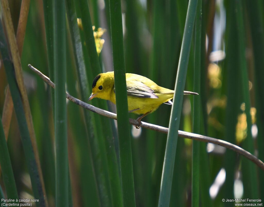 Wilson's Warbler