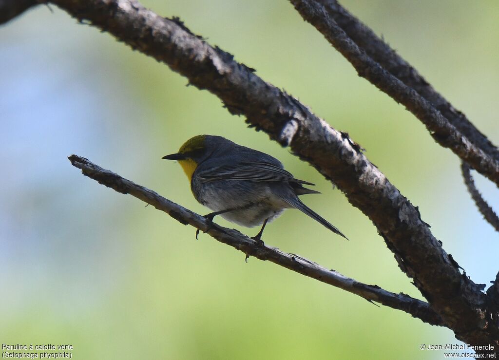 Olive-capped Warbler