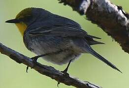 Olive-capped Warbler