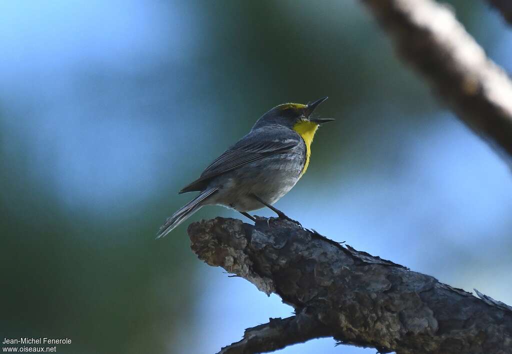 Paruline à calotte verte