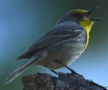 Olive-capped Warbler