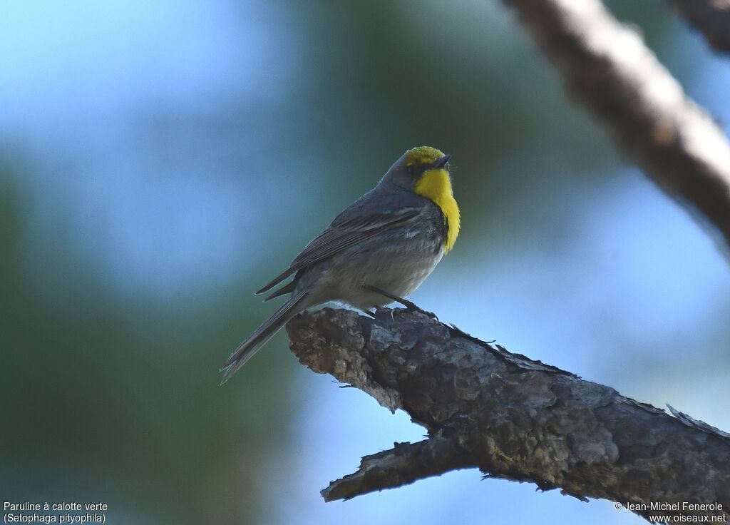 Olive-capped Warbler