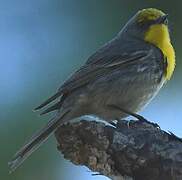 Olive-capped Warbler