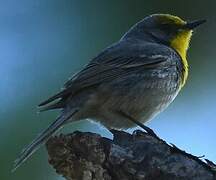 Olive-capped Warbler