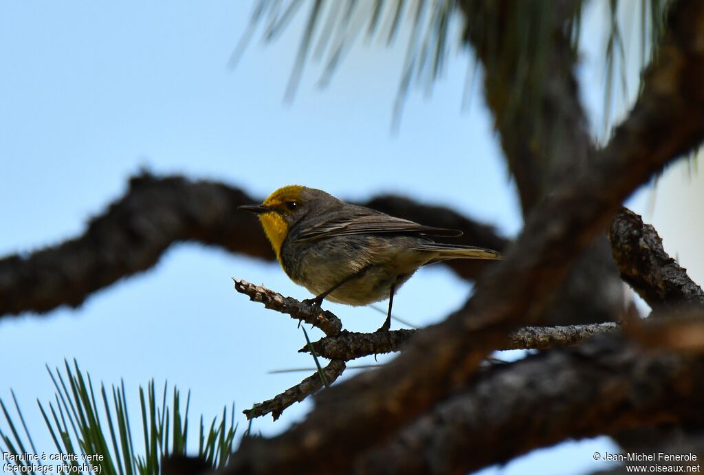 Olive-capped Warbler