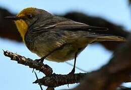 Olive-capped Warbler