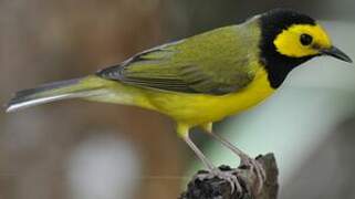 Hooded Warbler