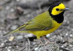 Hooded Warbler