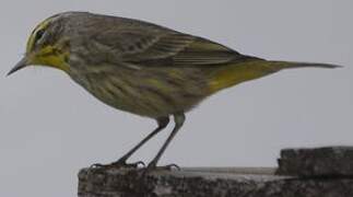 Palm Warbler