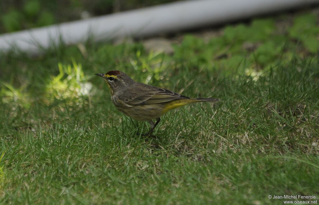 Palm Warbler