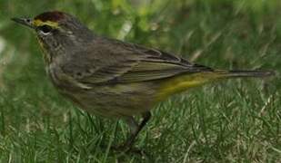 Palm Warbler