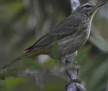 Palm Warbler