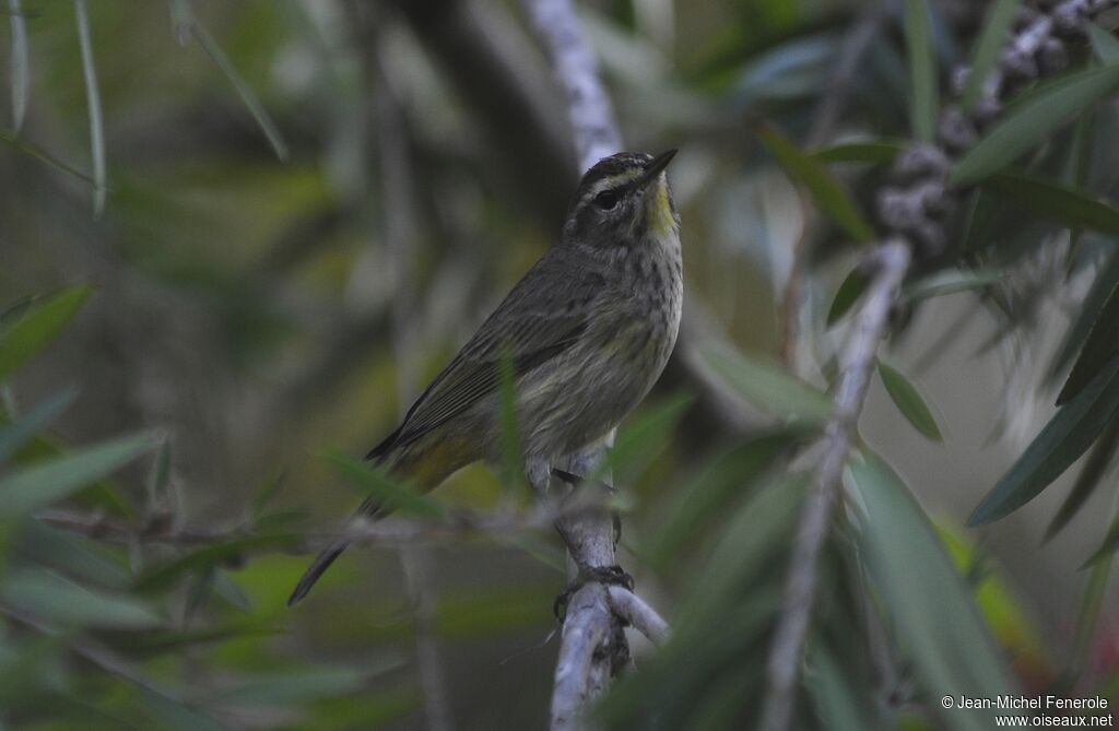 Palm Warbler