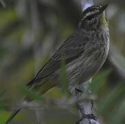 Palm Warbler