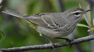 Palm Warbler