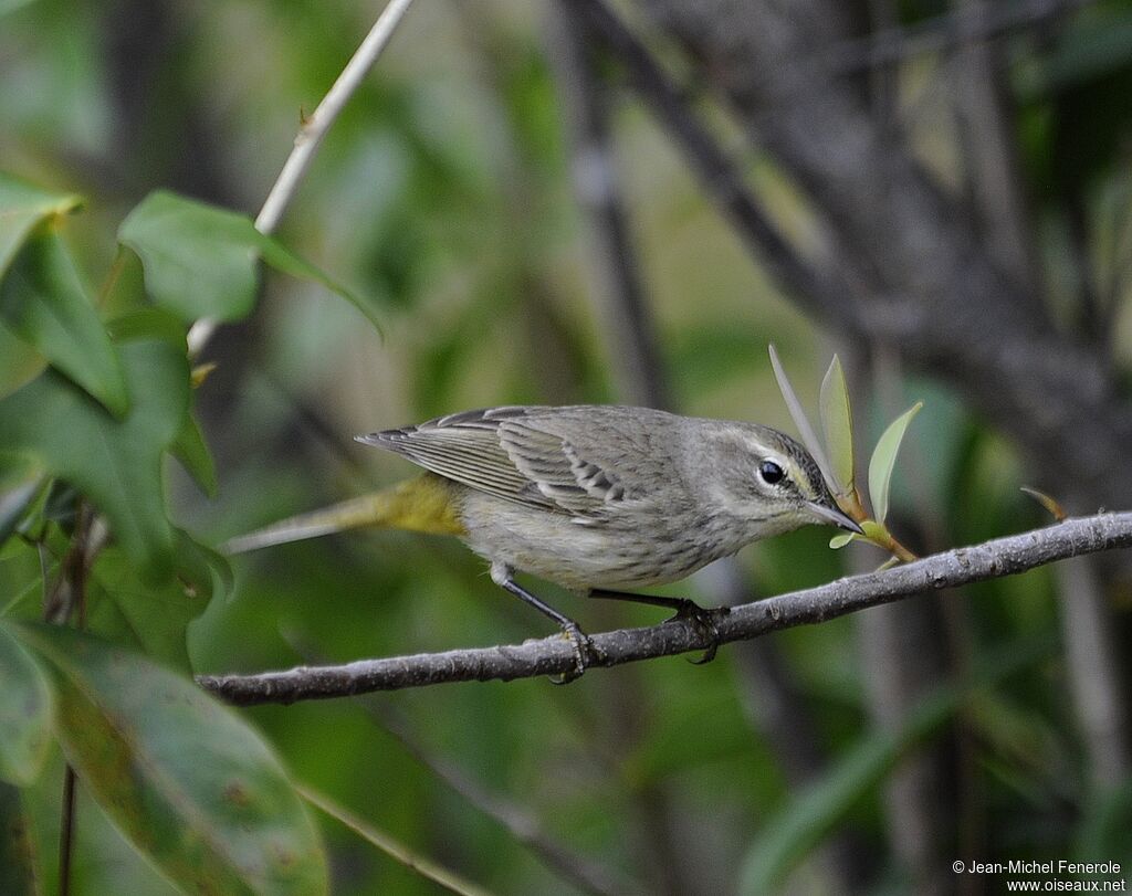 Palm Warbler