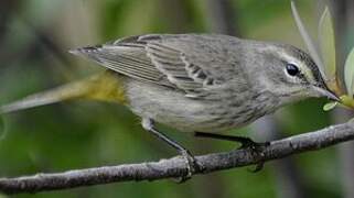 Palm Warbler