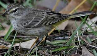 Palm Warbler