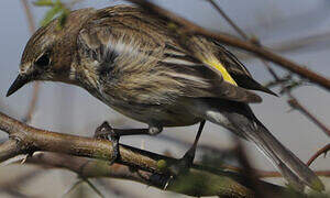 Myrtle Warbler