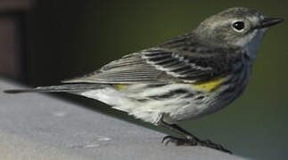 Myrtle Warbler