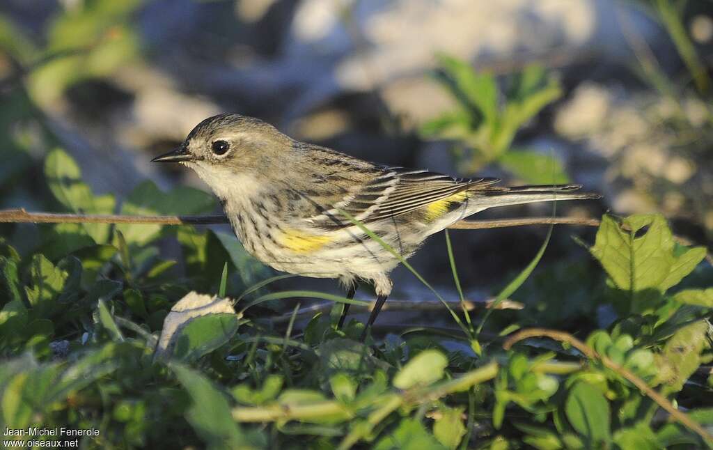 Myrtle Warbler female Second year, identification