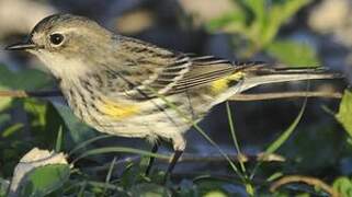 Myrtle Warbler