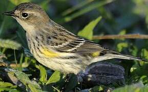 Myrtle Warbler