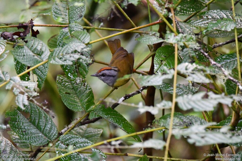 Russet-crowned Warbler