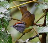 Russet-crowned Warbler