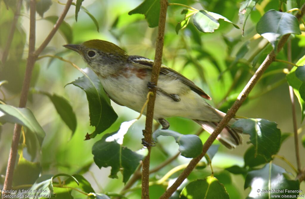 Chestnut-sided Warbler