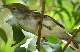 Chestnut-sided Warbler