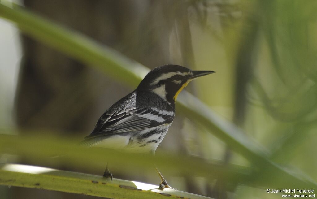 Yellow-throated Warbler