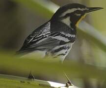 Yellow-throated Warbler